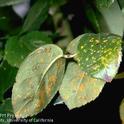 Rose leaves infected by rose rust. (Credit: Jack Kelly Clark)
