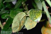Close up of top and bottom of rose leaves infected with rose rust.