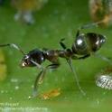 Ants and other pests aren't deterred by human health concerns. (Credit: Jack Kelly Clark)