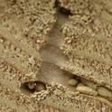 Figure 1: Western drywood termite (<i>Incisitermes minor</i>) immatures. (Credit: S. Taravati)
