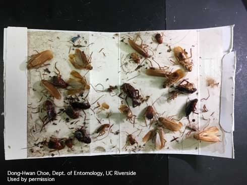 Sticky traps for cockroach monitoring and control. (Credit: DH Choe)