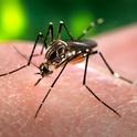 Adult <i>Aedes aegypti</i> mosquito.<br>(Credit: James Gathany, Centers for Disease Control and Prevention)
