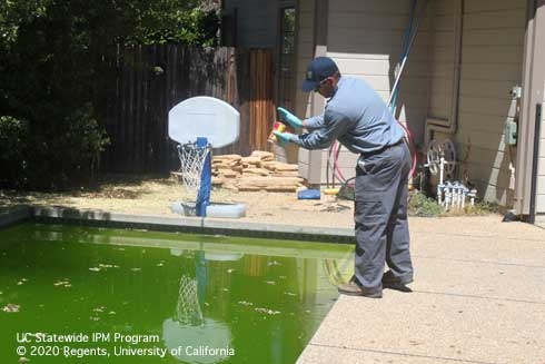 Vector control technician applying mosquito-specific biological control agents to a neglected swimming pool. (Credit: Karey Windbiel-Rojas)