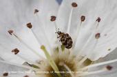 Adult varied carpet beetle on a flower. (Credit: DH Choe)