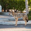 Urban coyote sightings can be recorded at the Coyote Cacher website. (Credit: National Park Service)