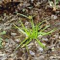 Yellow nutsedge growing through a shallow layer of mulch.<br>(Credit: Jack Kelly Clark)
