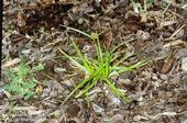 Yellow nutsedge growing through a shallow layer of mulch.<br>(Credit: Jack Kelly Clark)