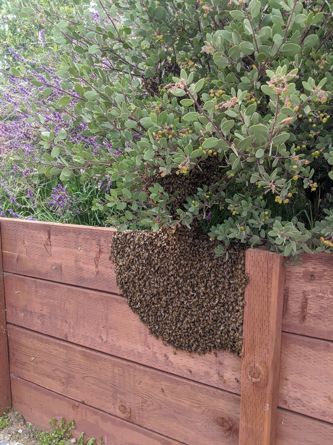 Swarm of honey bees resting atop redwood fence in backyard garden.