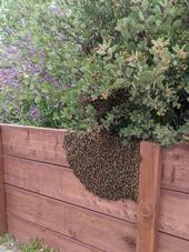Swarm of honey bees resting atop redwood fence in backyard garden.
