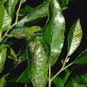 Black leaf spots caused by Chinese elm anthracnose.<br>(Credit: Jack Kelly Clark)