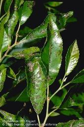 Black leaf spots caused by Chinese elm anthracnose.<br>(Credit: Jack Kelly Clark)