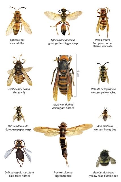 Size comparisons of the Asian giant hornet and other insects.<br>(Credit: WSDA)