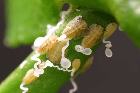 Asian citrus psyllid nymphs feeding on citrus can vector a serious plant pathogen that causes disease and tree death within 5 years. (Credit: ME Rogers)