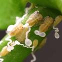 Asian citrus psyllid nymphs feeding on citrus can vector a serious plant pathogen that causes disease and tree death within 5 years.<br>(Credit: ME Rogers)