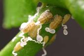 Asian citrus psyllid nymphs feeding on citrus can vector a serious plant pathogen that causes disease and tree death within 5 years.<br>(Credit: ME Rogers)