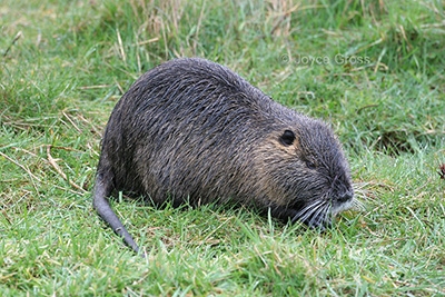 adult nutria with white muzzle and whiskers, and long, round