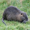 Adult nutria with white muzzle and whiskers, and long, round tail.<br>(Credit: J Gross)