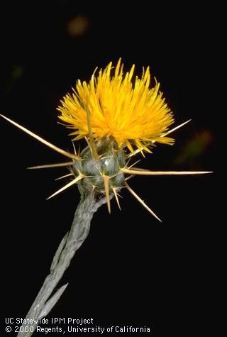 Yellow starthistle flower<br>(Credit: Jack Kelly Clark)