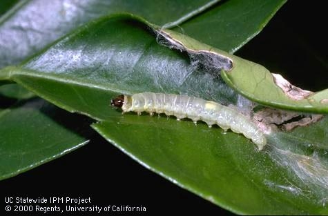 Fruittree leafroller larva (Credit: Jack Kelly Clark)