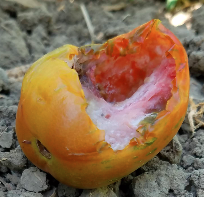 Orange and yellow tomato on the ground, partially eaten by a rat.