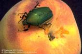 Green fruit beetle (Credit: Jack Kelly Clark)