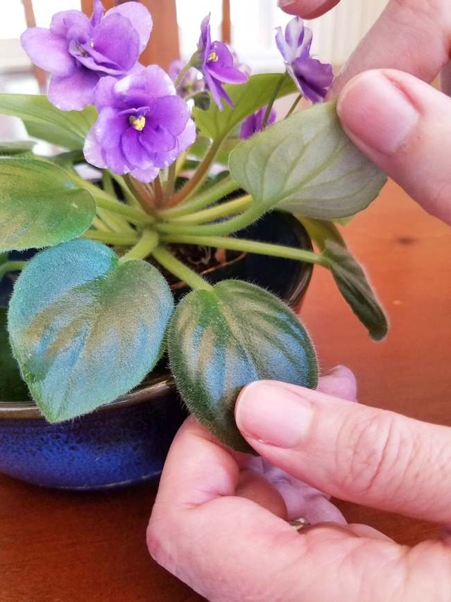 Inspecting the underside of a leaf on an African violet plant with purple flowers blooming.