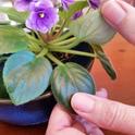 Examining an African violet plant for pests. (Credit: AJ Sikes)