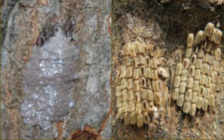 Two panel image with spotted lanternfly eggs covered with waxy deposits on left and seed-like eggs with holes where nymphs have emerged on right.