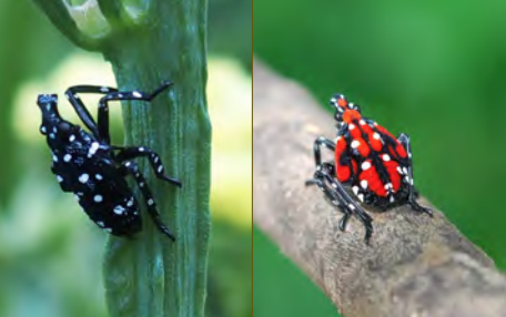 Figure 5. The first three immature stages of the spotted lanternfly are black with white spots (L); the fourth immature stage is red and black with white spots (R).