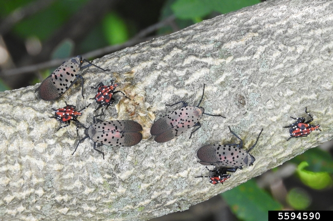 Figure 6. The fourth immature stage and adults of the spotted lanternfly.