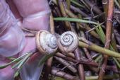 Figure 1. The adult white garden snail has a medium-sized shell about the size of a nickel or dime. (Credit: DR Hodel)