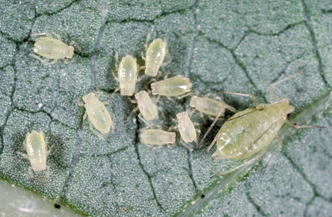 3 Aphids