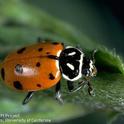 Convergent lady beetle adult.<br>(Credit: Jack Kelly Clark)