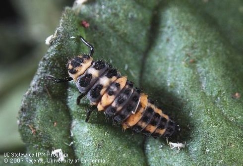 Immature red and black larva of the convergent lady beetle.
