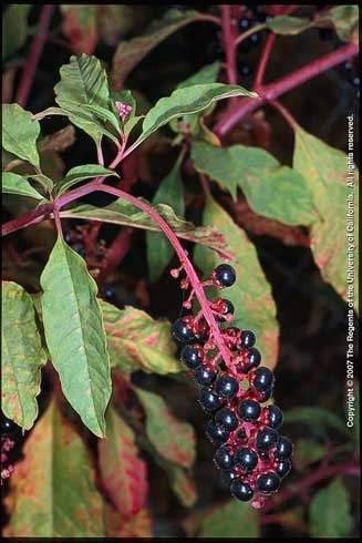 Black pokeweed berries on red stem attached to shrub.