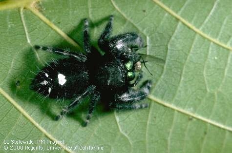 spider salticidae I-AR-PHID-AD.004