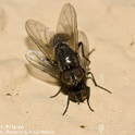 Adult house flies mating (Credit: LL Strand)