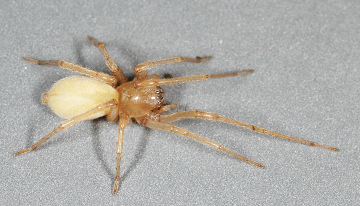 Adult yellow sac spider on grey background.