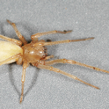 Adult yellow sac spider (Credit: R Vetter)