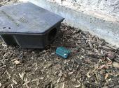A black rodent bait station on bark mulch with a teal block bait sitting outside the entrance.