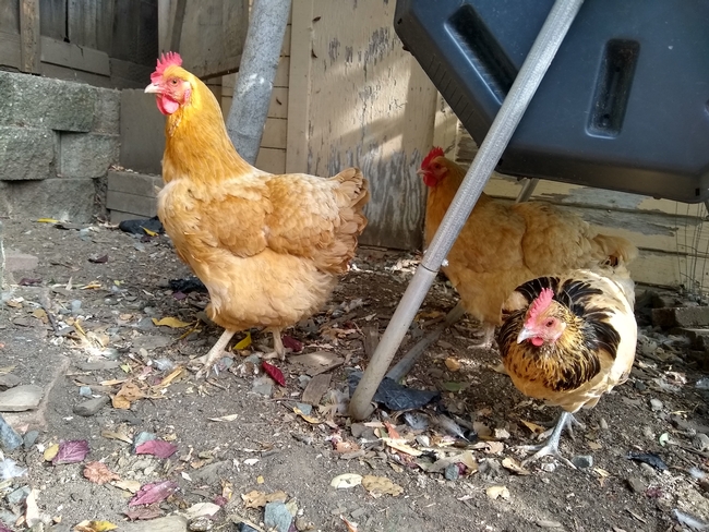 Three chickens.