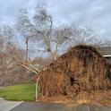 Downed tree with exposed roots in front of residence. (Credit: I Gonzalez)