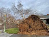 Downed tree with exposed roots in front of residence.