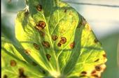 A yellow green sweet pea leaf with brown spots from a fungal disease.