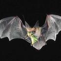 Pallid bat in flight with grasshopper. (Credit: MD Tuttle)