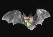 Adult cream colored pallid bat in flight with wings spread and a green grasshopper in its jaws.