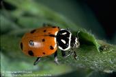 Black and red adult lady beetle on a green leaf.