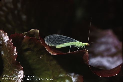 Adult green lacewing on leaf.