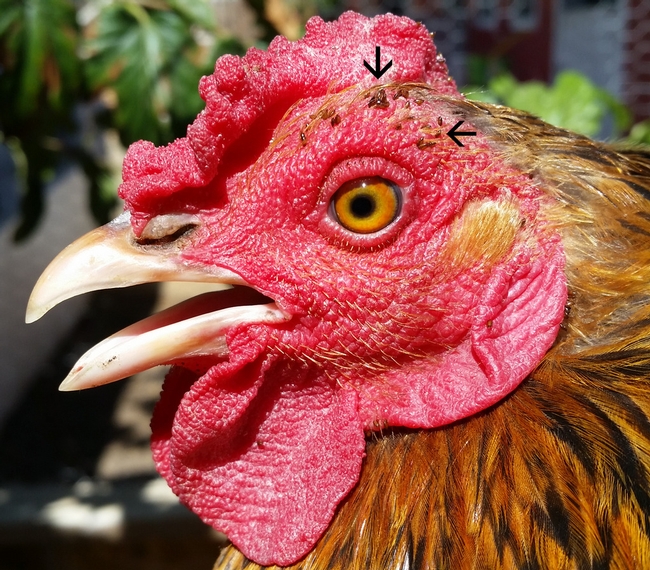 Chicken with stick tight fleas on the face.