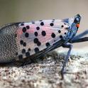 Sideview of adult spotted lanternfly. (Photo courtesy of Bugwood)